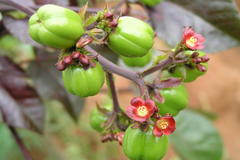 Jatropha gossypiifolia